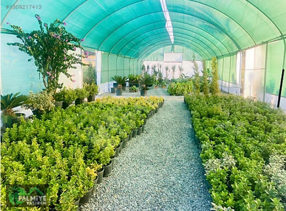 YALOVA ALTINOVA ANA YOLA CEPHE 8000 M2 DEVREN KİRALIK FİDANLIK !